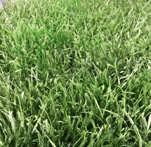 Jak wybrać odpowiednią sztuczną trawę do biura?